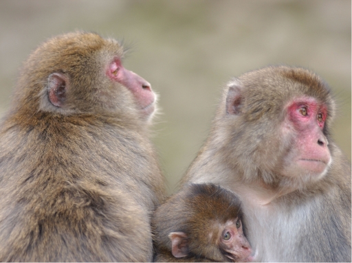 写真:⾼崎⼭⾃然動物園(⼤分市)